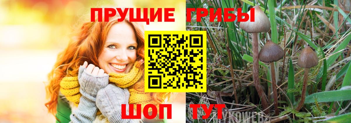 Усть-Илимск  Псилоцибиновые грибы Psilocybine cubensis  Вход с VPN 